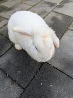 Lief mannetjes konijn 6 maanden oud, Dieren en Toebehoren, Mannelijk