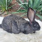 Duitse Reus, Dieren en Toebehoren, Konijnen, Mannelijk, Groot, 0 tot 2 jaar