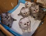 5 prachtige Perzische kittens!!!, Ontwormd