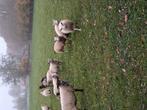 Gedekte schapen te koop, Dieren en Toebehoren, Schapen, Geiten en Varkens, Meerdere dieren, Schaap, 3 tot 5 jaar