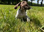 2 teefjes duitste staande korthaar stamboom pup, Duitse Staande hond, Rabiës (hondsdolheid), 8 tot 15 weken, Meerdere