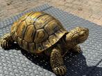 Tuinbeeld schildpad, Tuin en Terras, Ophalen, Nieuw, Kunststof, Dierenbeeld
