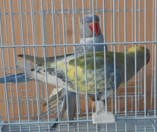 halsbanden rec bont 2025, Dieren en Toebehoren, Vogels | Parkieten en Papegaaien, Parkiet, Meerdere dieren, Geringd