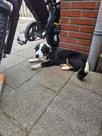 Kruising Australian Sheperd / Welsh Corgi Cardigan ( Ralph ), 15 weken tot 1 jaar, Reu, CDV (hondenziekte), Eén hond