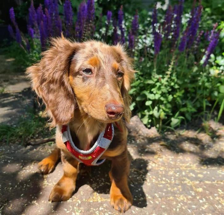 Oppas honden gezocht, Dieren en Toebehoren, Honden-accessoires, Ophalen