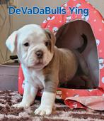 ,old english bulldog reu mag nest verlaten !, Dieren en Toebehoren, Honden | Bulldogs, Pinschers en Molossers, Bulldog, Meerdere