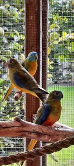 Turquoisine parkieten, Dieren en Toebehoren, Vogels | Parkieten en Papegaaien, Meerdere dieren, Parkiet