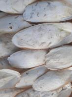 Sepia per 10, Ophalen of Verzenden, Nieuw