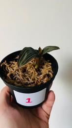Ludisia discolor p9, Huis en Inrichting, Kamerplanten, Overige soorten, Minder dan 100 cm, Bloeiende kamerplant, Halfschaduw
