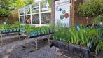 Hemelvaartsdag open ! Vijverplanten specialist! etc etc, Ophalen, Nieuw