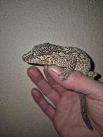 Blotched gargoyle vrouwtje, Dieren en Toebehoren, Ophalen of Verzenden, Vee