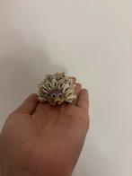 Egel schelp, Sieraden, Tassen en Uiterlijk, Verzenden, Zo goed als nieuw