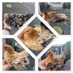 Groepje serama hennen, Dieren en Toebehoren, Pluimvee, Vrouwelijk, Kip