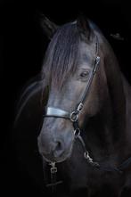 Bitloos hoofdstel kingekruisd cob/full zwart, Dieren en Toebehoren, Paarden en Pony's | Hoofdstellen en Tuigage, Ophalen of Verzenden