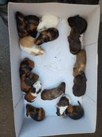 Cavia's zeugjes en beertjes, Dieren en Toebehoren, Knaagdieren, December, Meerdere dieren, Cavia