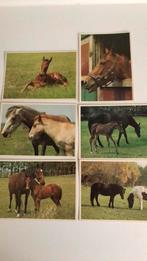 Kaarten voor kinderzegel. Serie paarden. Jac.B.Rieder, Verzamelen, Ansichtkaarten | Themakaarten, Ongelopen, Verzenden