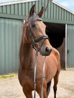 Apart bewegende E pony/klein paard te koop uit goede stam, Dieren en Toebehoren, Paarden, Merrie, Gechipt, Dressuurpaard, Zadelmak