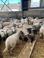 Mooie ramlammeren te koop!!, Dieren en Toebehoren, Schapen, Geiten en Varkens, Meerdere dieren, Schaap
