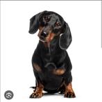 Op zoek naar een lieve teckel herplaatser, Dieren en Toebehoren, Honden | Teckels en Dashonden, Kaninchen, 1 tot 2 jaar, Korthaar