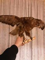Buizerd opgezet in nette staat., Ophalen, Gebruikt, Opgezet dier
