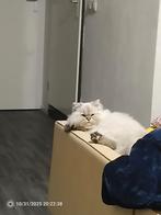 Britse kitten, Dieren en Toebehoren, Katten en Kittens | Raskatten | Korthaar, Kater, Ontwormd, 0 tot 2 jaar