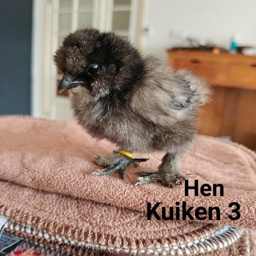 USA Zijdehoen(der) Kuikens | DNA getest, Dieren en Toebehoren, Pluimvee, Kip, Vrouwelijk