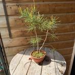 Bonsai den, Tuin en Terras, Planten | Bomen, Ophalen of Verzenden, Bloeit niet, Overige soorten, Minder dan 100 cm