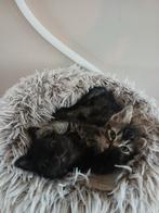 Unieke Ragdol -Sphynx kittens., Poes, Met stamboom