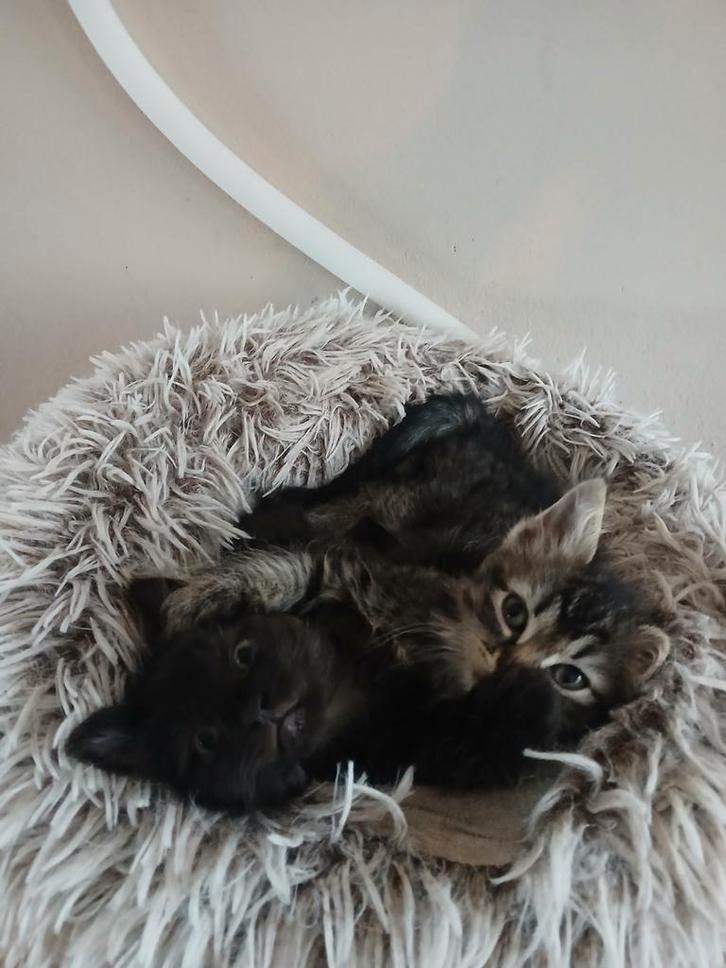 Unieke Ragdol -Sphynx kittens., Dieren en Toebehoren, Katten en Kittens | Raskatten | Langhaar, Poes, Met stamboom