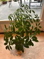 Vingerplant / Schefflera arboricola, Ophalen, Overige soorten, Halfschaduw, Minder dan 100 cm