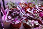 Tradescantia Quadricolor stekjes zeldzaam, Huis en Inrichting, Kamerplanten, Ophalen of Verzenden