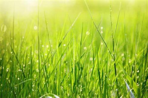 Gezocht gras/kunstgras of graszaad, Tuin en Terras, Gras en Kunstgras, Gebruikt, Gras, Minder dan 10 m², Ophalen of Verzenden