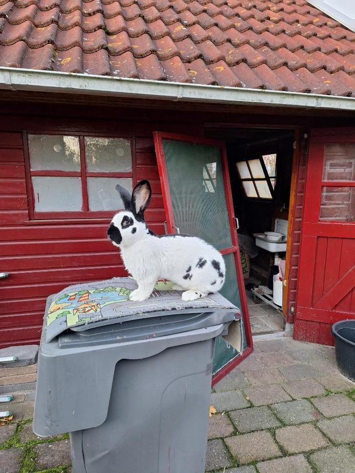 Grote Lotharinger, Dieren en Toebehoren, Konijnen, Groot, Mannelijk, 0 tot 2 jaar