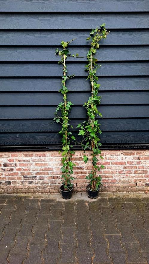 Hedera Hibernica 🌿, Tuin en Terras, Planten | Struiken en Hagen, Overige soorten, 100 tot 250 cm, Ophalen