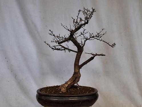 pre bonsai, Tuin en Terras, Planten | Bomen, Overige soorten, Minder dan 100 cm, Volle zon, Ophalen