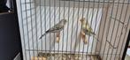 Agaat topaas geel mozaïek, Dieren en Toebehoren, Vogels | Kanaries, Meerdere dieren, Kleurkanarie