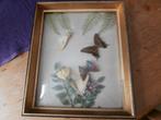 schilderij met opgezette vlinders in lijst, Ophalen of Verzenden