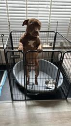 Pitbull rednose 8 maanden te koop, Dieren en Toebehoren, Particulier, Teef, Nederland, Eén hond