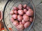 Zeer fijne eet aardappels van het ras Mozart., Diversen, Levensmiddelen, Ophalen