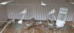 Zebravinken, Meerdere dieren