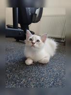 Bleu - Lieve en nieuwsgierige ragdoll kitten met stamboom, Dieren en Toebehoren, Katten en Kittens | Raskatten | Langhaar, Kater