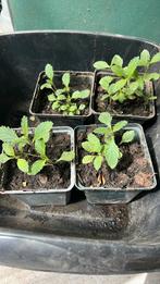 Verbena ijzerhard hoge soort, Tuin en Terras, Planten | Tuinplanten, Ophalen of Verzenden, Zomer, Overige soorten, Volle zon