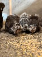 Broedeieren choco mottled usa zijdehoen, Dieren en Toebehoren, Pluimvee, Geslacht onbekend, Kip