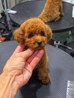 Toypoedel pup te koop teefje, Poedel, Particulier, Rabiës (hondsdolheid), 8 tot 15 weken