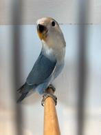 Jonge blauwe agapornis rosecollie., Dieren en Toebehoren, Vogels | Parkieten en Papegaaien, Meerdere dieren, Dwergpapegaai of Agapornis