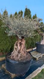 Olijfboom Macro Bonsai XXL dikke grillige stam, Tuin en Terras, Planten | Bomen, 100 tot 250 cm, Olijfboom, Zomer, Ophalen