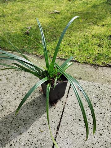 Carex Morowii "irish green"/ Janpanse Zegge beschikbaar voor biedingen