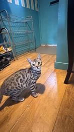 Bengalse bengaal kitten, Dieren en Toebehoren, Poes, Ontwormd