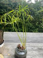 Parapluplant in glazen pot, Huis en Inrichting, Kamerplanten, Ophalen, Overige soorten, In pot, Minder dan 100 cm