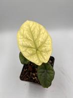 Alocasia Sinuata mint variegata, Overige soorten, In pot, Minder dan 100 cm, Bloeiende kamerplant
